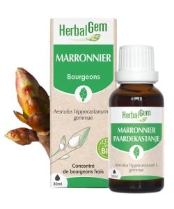 Marronnier (Aescul. Hippocastan.) bourg.